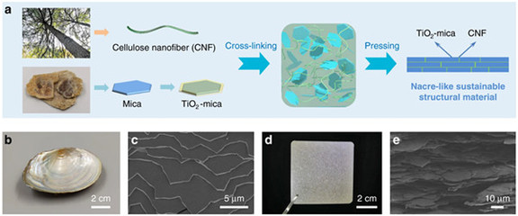 中國科學家研發仿生新材料，高性能纖維與復合材料助力塑料替代
